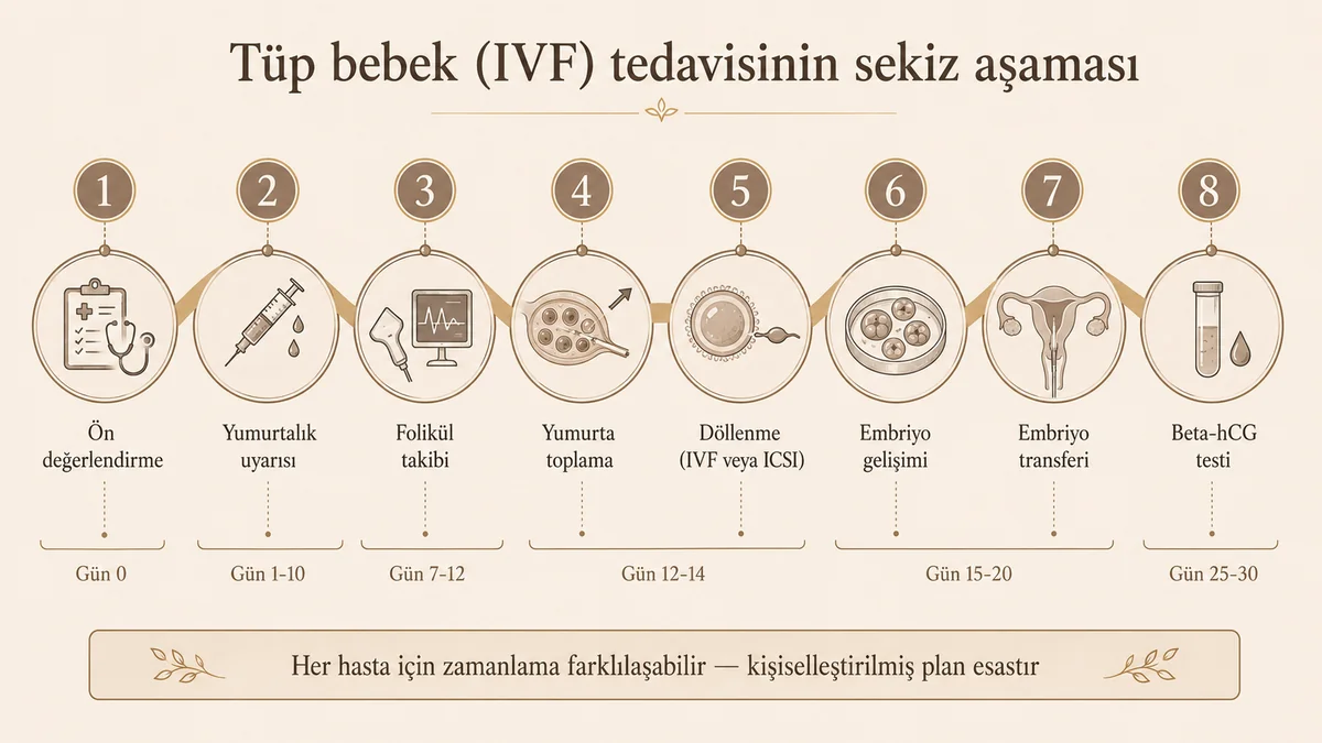 Tüp bebek (IVF) tedavisinin sekiz aşaması zaman çizelgesi: ön değerlendirme, yumurtalık uyarısı, folikül takibi, yumurta toplama, döllenme, embriyo gelişimi, transfer ve beta-hCG testi